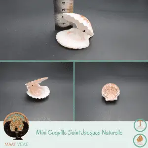 Mini-coquille St Jacques - Pierres naturelles et équitables de notre partenaire Maât Vitae - www.maat-vitae.fr