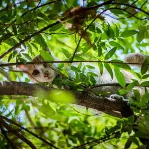 Animaux de compagnie