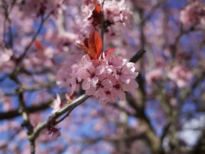 Printemps de Persephone